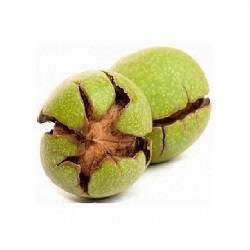 گردو تر و تازه 